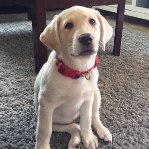 Meet your Posher, Curt